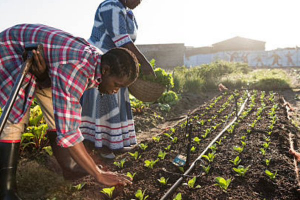 Financement d'une ferme Intégrée à Adja-Ouèrè